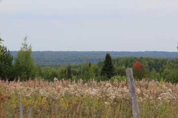 The forests of northeastern Europe change color at the beginning of autumn
