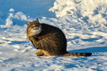 Tabby cat scratching neck with paw while sitting on fresh snow in winter sunlight, cute ginger feline grooming outdoors, animal behavior and cold weather wildlife portrait.
