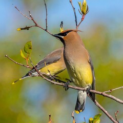 A cedar waxwing perched on a branch with blurred greenery and blue sky