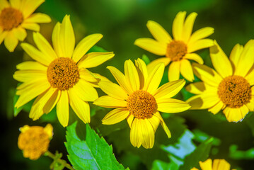 Obraz premium Yellow daisies grow in the meadow in summer 