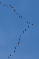 Fototapeta premium Crane birds (Grus) flying in v-formation migrating across blue sky