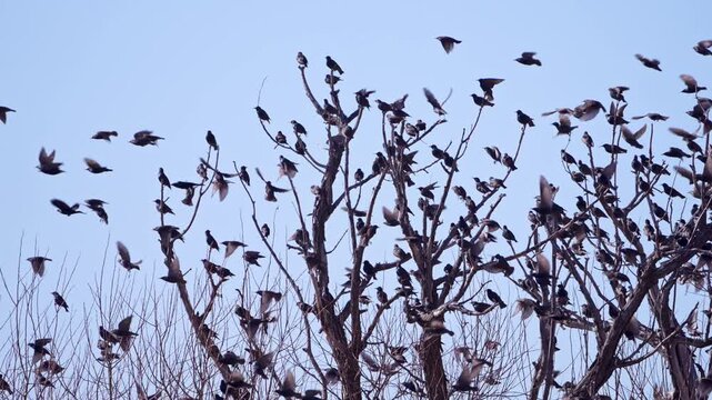 Starlings taking flight from a tree in slow motion as the birds fly together.