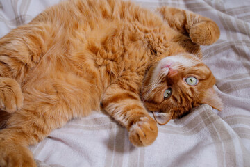 Cute playful orange cat lying on bed at home close up