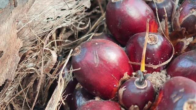 Oil palm fruit along with the palm tree.