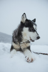 Naklejka premium Beautiful Husky dog in snow with snowflakes on its nose. 