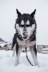 Obraz premium Beautiful Husky dog in snow with snowflakes on its nose. 