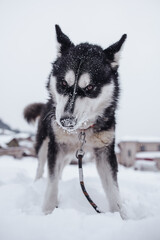 Fototapeta premium Beautiful Husky dog in snow with snowflakes on its nose. 