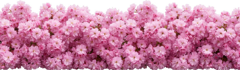 Spring Cherry Blossom Design Elements Collection Isolated on White