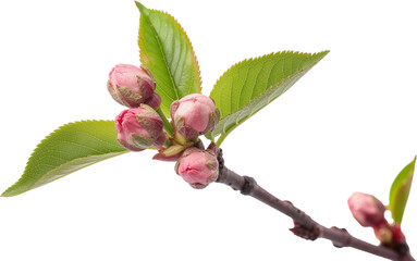 Spring Cherry Blossom Design Elements Collection Isolated on White