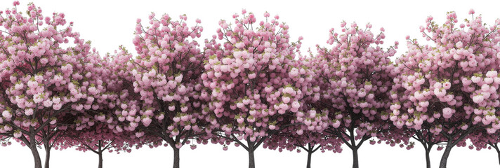 Spring Cherry Blossom Design Elements Collection Isolated on White