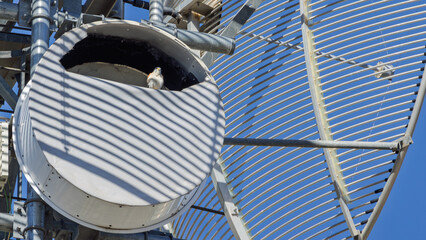 A nankeen kestrel or Australian kestrel perches on equipment on a high communication tower and uses...
