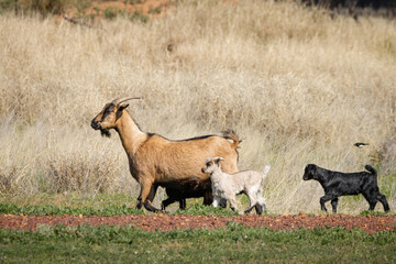 A brown nanny goat with three cute young kids in tow walks protectively through grassland along the road because although farmed, it is free to roam at Cunnamulla in South West Queensland, Australia.