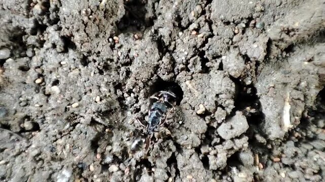black ants come out of the nest and interact with each other