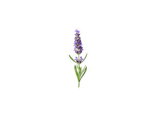 Lavender flower isolated on transparent background a purple blooming plant png image with clear edges