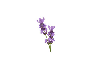 Obraz premium Lilac flowers isolated on transparent background png image with purple lilac blooms