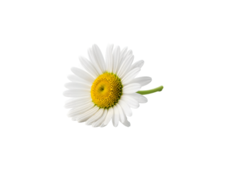 White daisy flower isolated on transparent background png image with yellow center