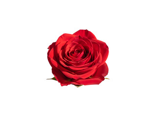 Fototapeta premium Red rose isolated on transparent background png
