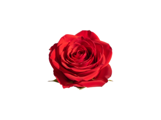 Red rose isolated on transparent background png