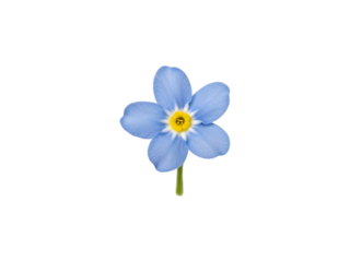 Png isolated on transparent background blue flower with yellow center