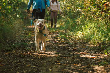 Haciendo senderismo con perros, caminando en la naturaleza en una ruta con cascada. © Fernando