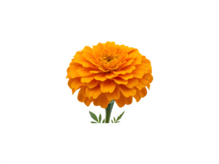 Vibrant orange marigold flower isolated on transparent background png