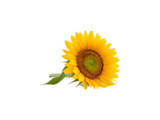 Vibrant sunflower isolated on transparent background png
