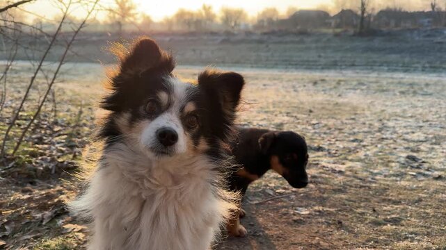 Funny dogs and puppies in early frosty morning.