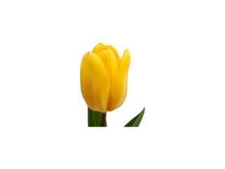 Yellow tulip isolated on transparent background png