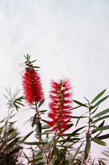 Obraz premium A vibrant red bottlebrush flower, a burst of color against a pale sky. The bees and hummingbirds love it. A perfect moment in a lush garden.