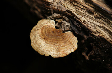 朽ち木の側面にきれいな環形模様の入ったヘラウチワタケ茸（自然環境下菌・キノコ類マクロ撮影） © SAIGLOBALNT