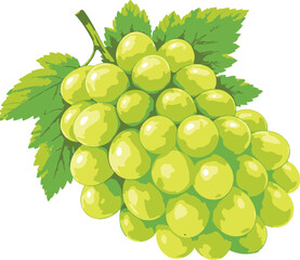 bunch of green grapes isolated