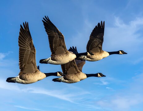 Four Canada geese flying in formation against a bright blue sky