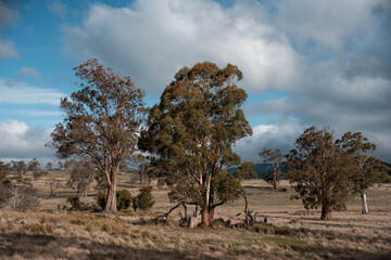 australian tasmanian cow farm Regenerative Beef Farming, Carbon neutral Ranching, and Soil Health