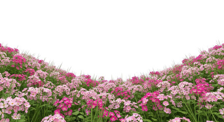 Fototapeta premium 白い背景に咲くピンクとマゼンタの小さな花畑
