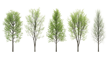 白い背景に並んだ5本の新緑の木々