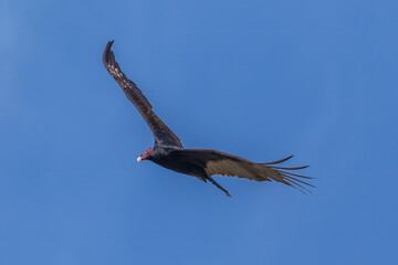 Turkey vulture in flight