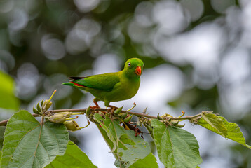 parrot bird on branch