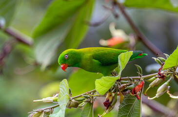 parrot bird on branch