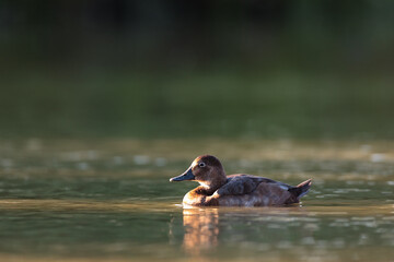 Female Common Pochard (Aythya ferina).