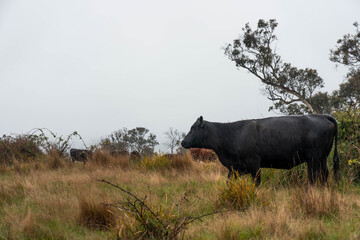 australian tasmanian cow farm Regenerative Beef Farming, Carbon neutral Ranching, and Soil Health