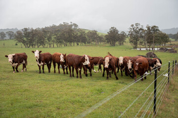australian tasmanian cow farm Regenerative Beef Farming, Carbon neutral Ranching, and Soil Health