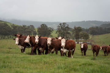 australian tasmanian cow farm Regenerative Beef Farming, Carbon neutral Ranching, and Soil Health