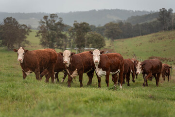 Obraz premium australian cows on a farm practicing Regenerative Beef Farming, Carbon Neutral Ranching, and Soil Health