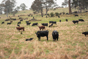 australian tasmanian cow farm Regenerative Beef Farming, Carbon neutral Ranching, and Soil Health