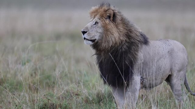 4K wildlife slow motion video of a lion walking calmly through the grasslands of the Masai Mara. Natural movement and powerful presence highlight the beauty of Africa&rsquo;s iconic big cat in the wild.
