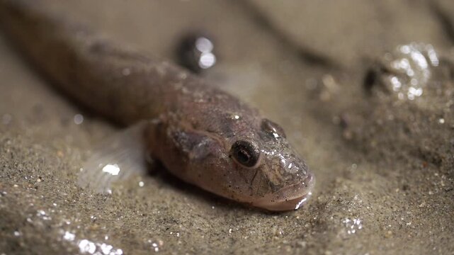 Yellowfin goby fish resting at night in the marine ecosystem of West Coast Korea mudflats