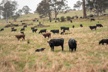 australian tasmanian cow farm Regenerative Beef Farming, Carbon neutral Ranching, and Soil Health