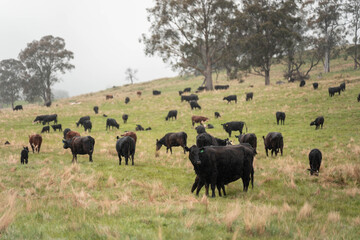 Fototapeta premium australian cows on a farm practicing Regenerative Beef Farming, Carbon Neutral Ranching, and Soil Health