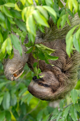 A three-fingered sloth (Bradypus) feeding on leaves high up in a tropical rainforest tree in Costa Rica.  © Jan