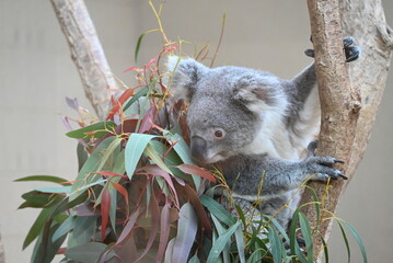 愛らしいコアラ